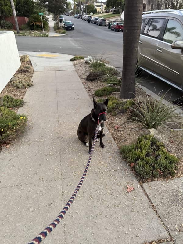A picture of a black dog named Bowie sitting, taken on October 2 2025 at 6:32 am
